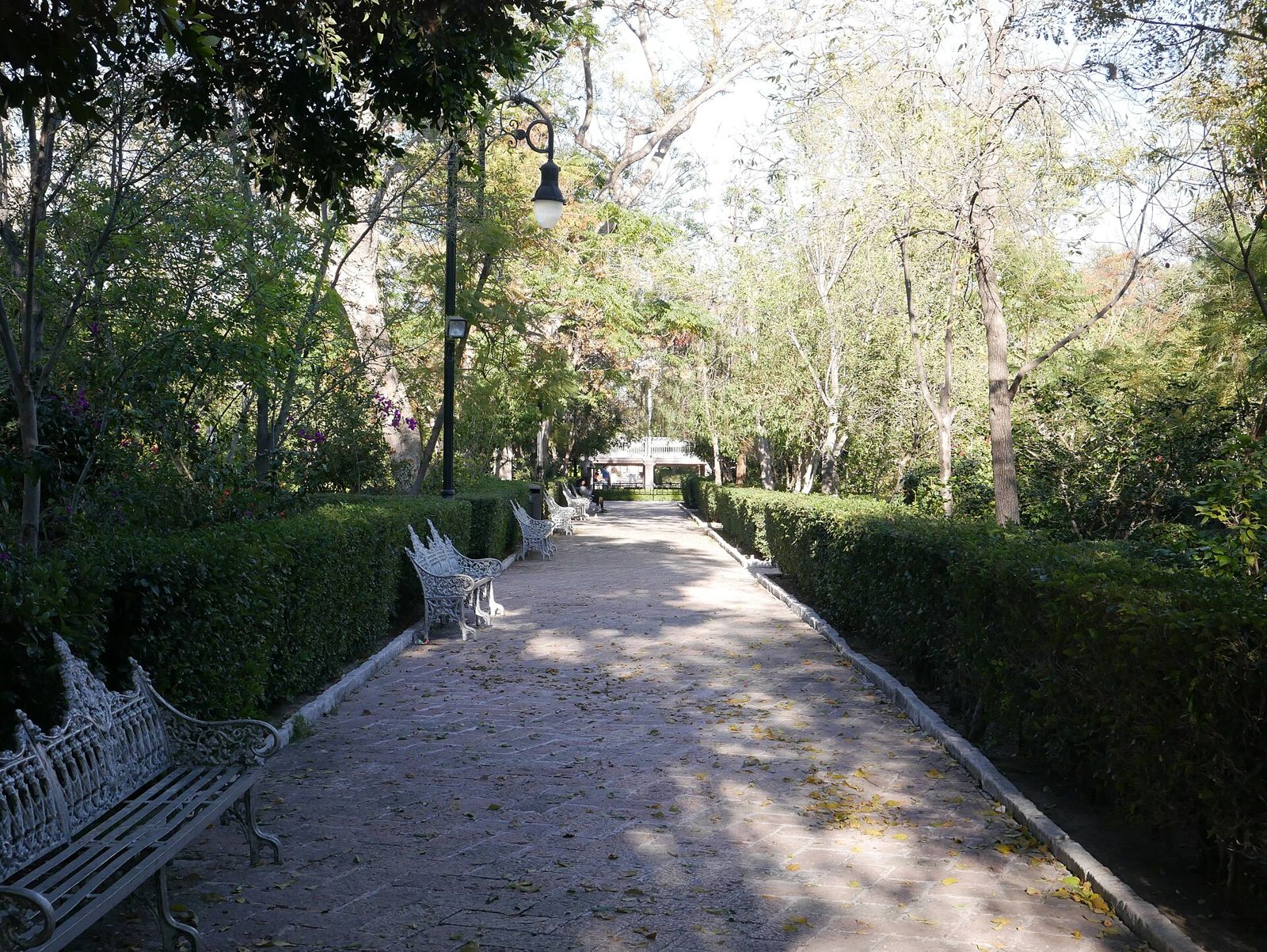 Tree-lined path inside Jardín de San Marcos